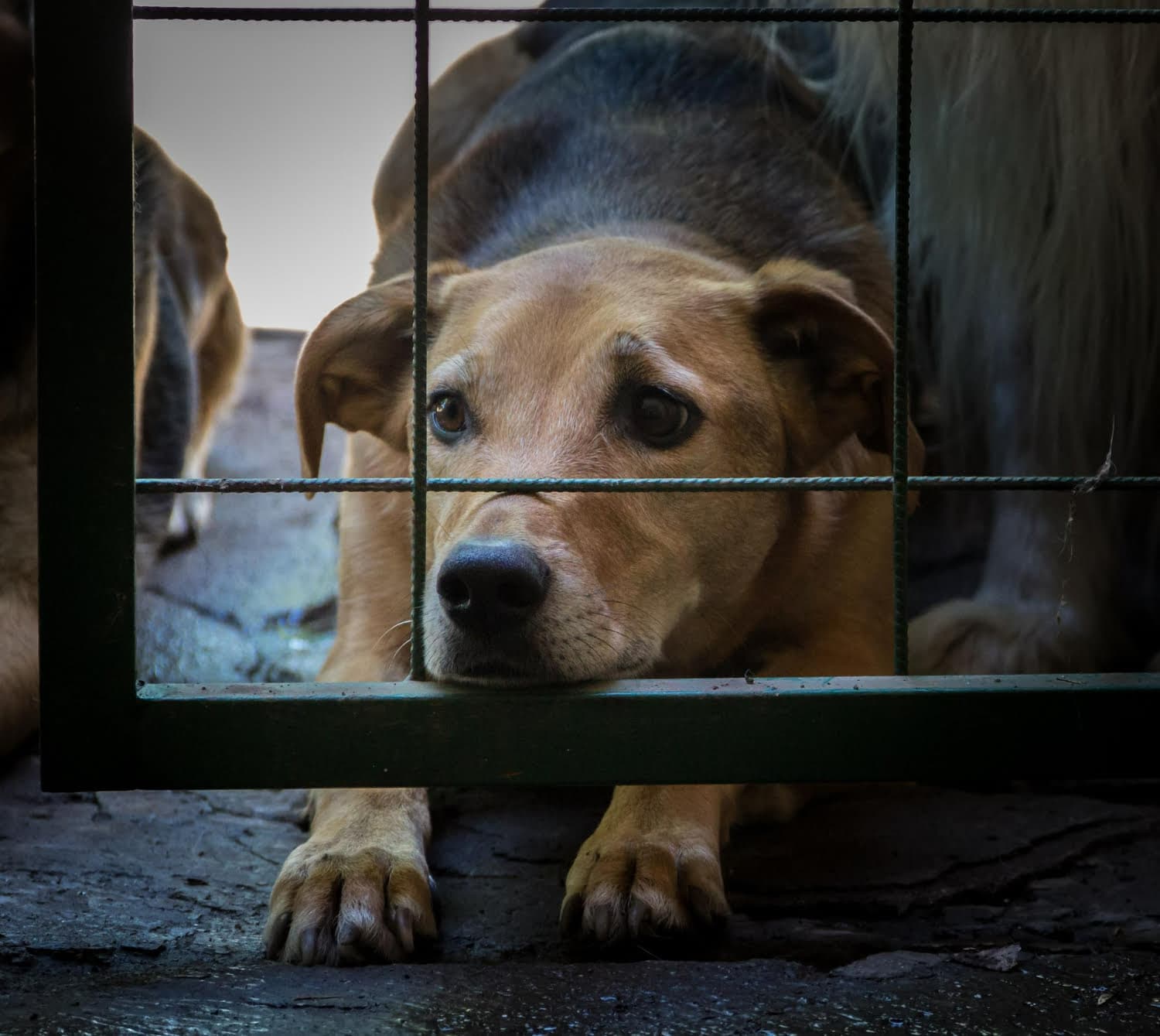 free websites for dog charities