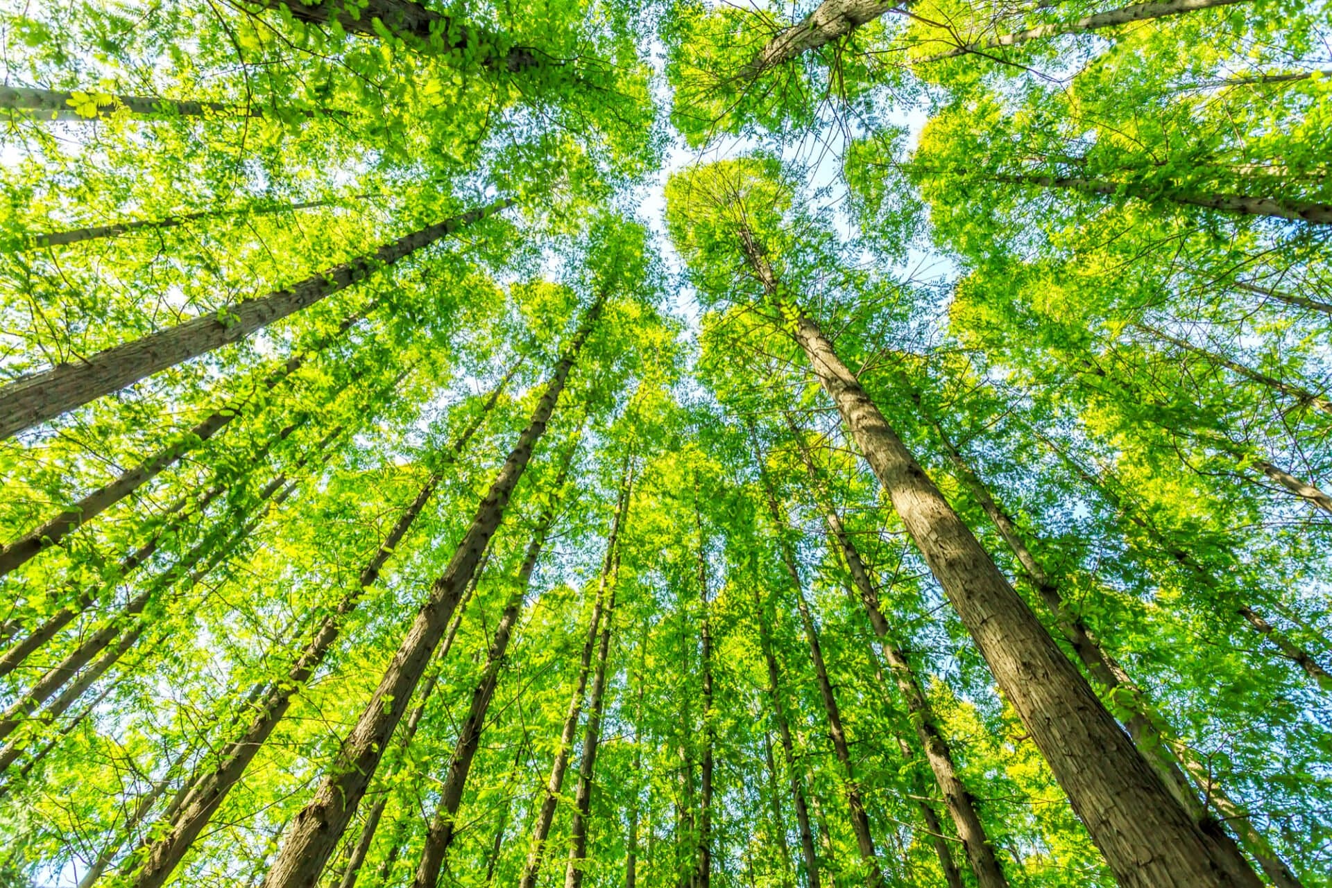 green hosting